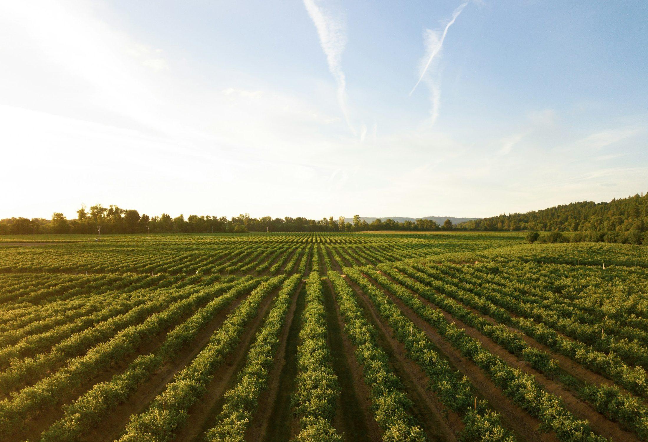 Rows of a healthy field crop at sunrise